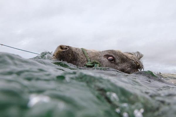 © Kevin Griffin, Cow Swimming, Connemara, 2014. kevingriffinphoto.com