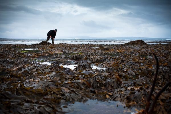© Yvette Monahan, Seaweed, 2012. seanandyvette.com