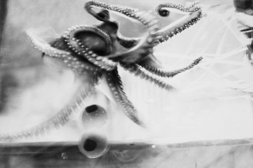 Yvette Monahan, Octopolis_01