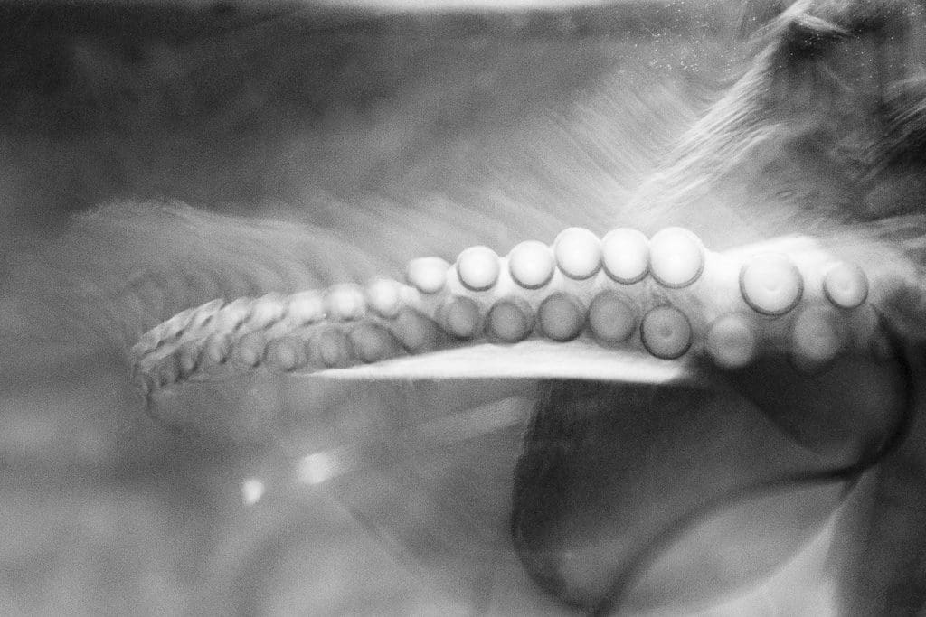 Yvette Monahan, Octopolis_06
