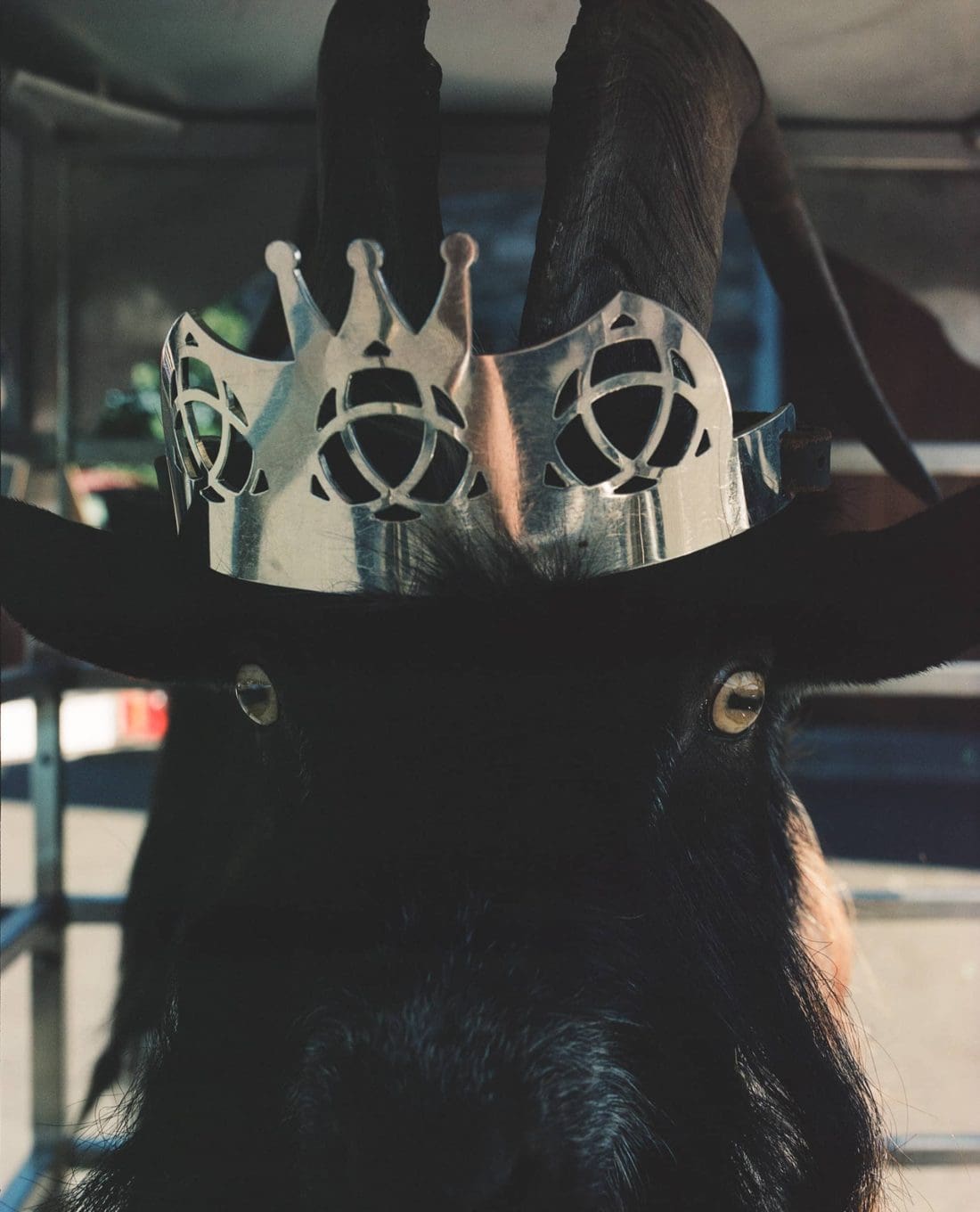 Andrew Nuding's Hunt the Wren