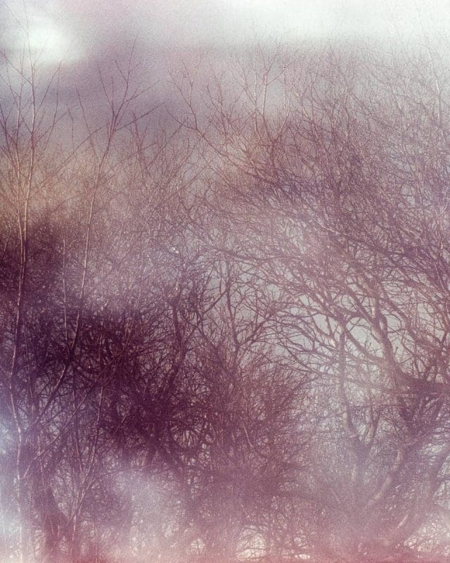 Hamill_Zoe_Primary Succession_009