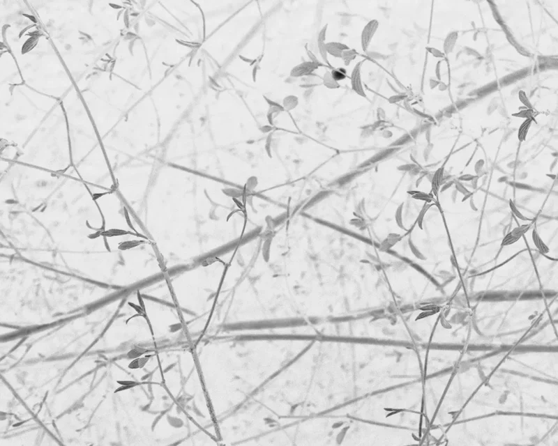 Rafter_Therese Anna_Tremor_004