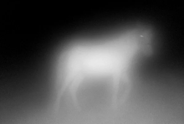 Miriam OConnor_Fox=Cow_02