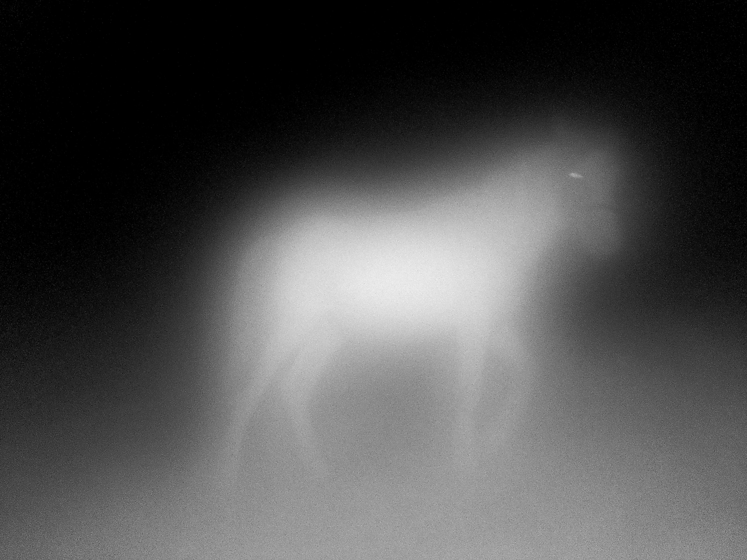 Miriam OConnor_Fox=Cow_02